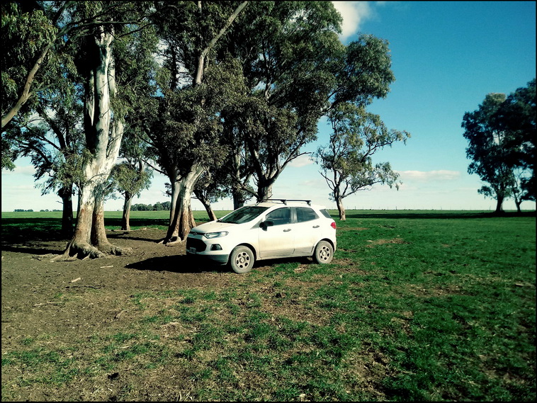 158 ha. en Puan (Buenos Aires)