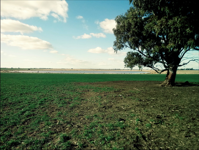 158 ha. en Puan (Buenos Aires)