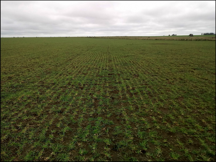 158 ha. en Puan (Buenos Aires)