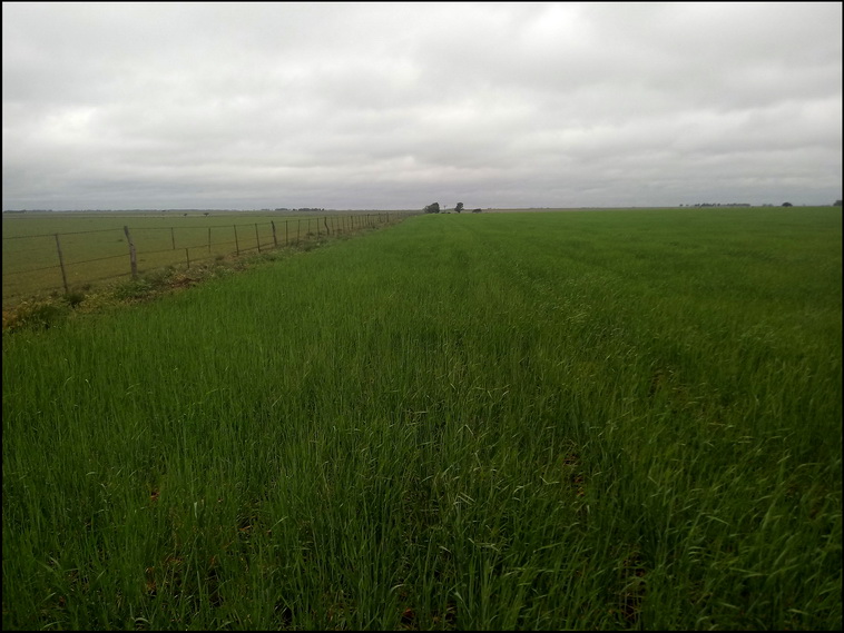 158 ha. en Puan (Buenos Aires)