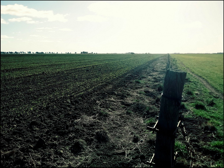 158 ha. en Puan (Buenos Aires)