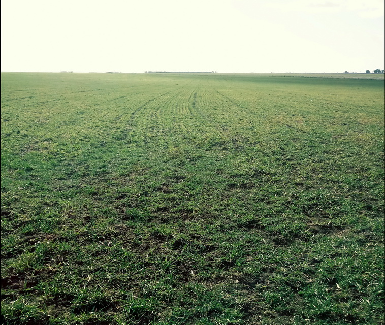 158 ha. en Puan (Buenos Aires)