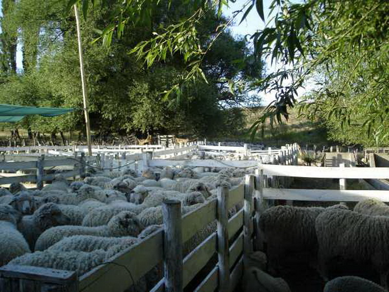 13736 hectáreas en Ramos Mexia (Rio Negro)