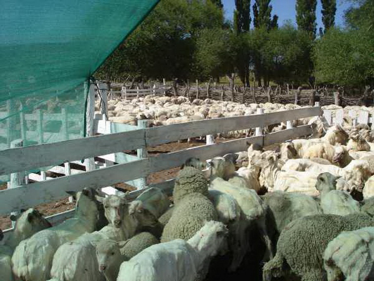 13736 hectáreas en Ramos Mexia (Rio Negro)