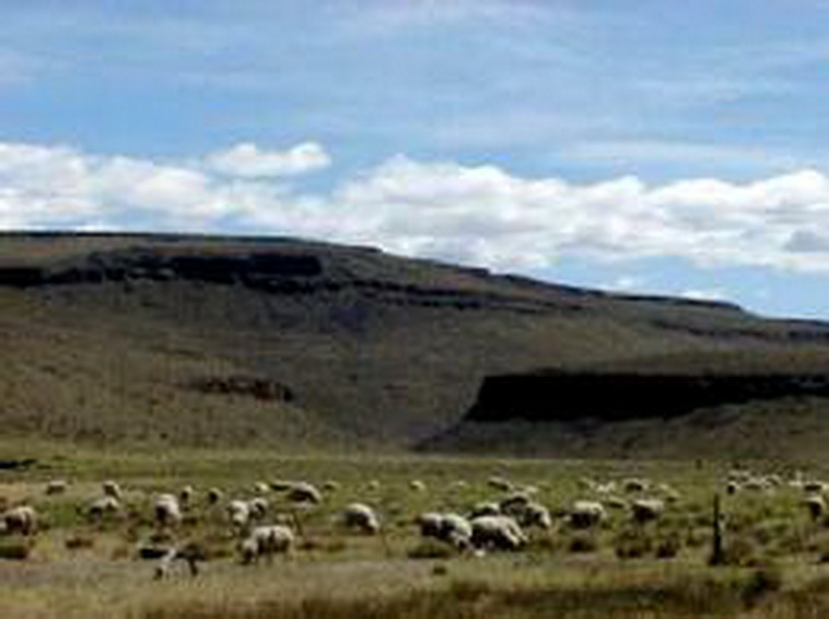 13736 hectáreas en Ramos Mexia (Rio Negro)